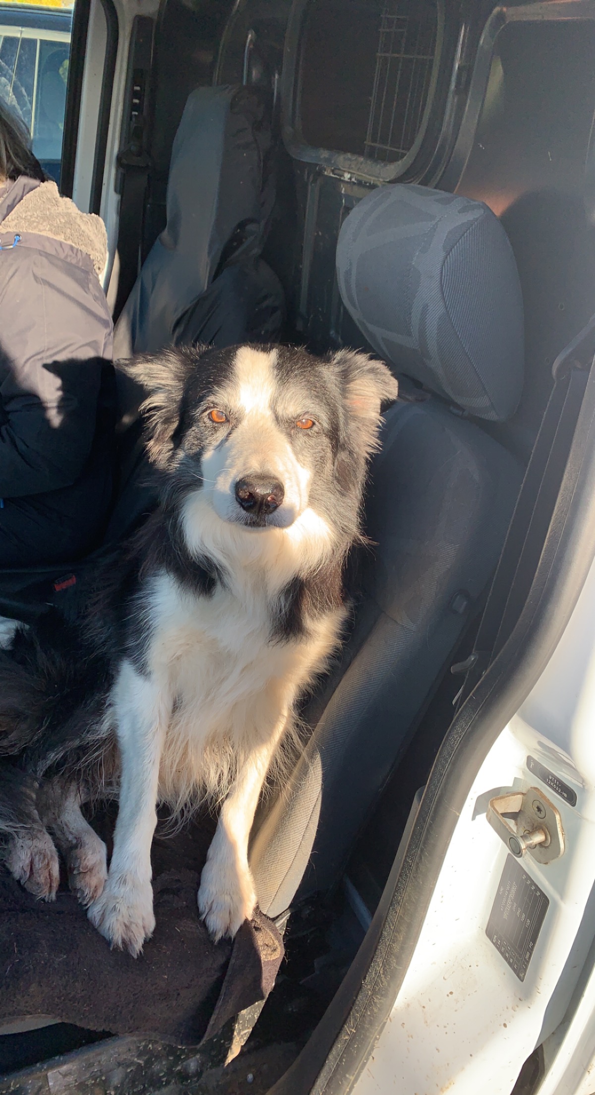 A black and white collie sitting in the doorway of a vehicle