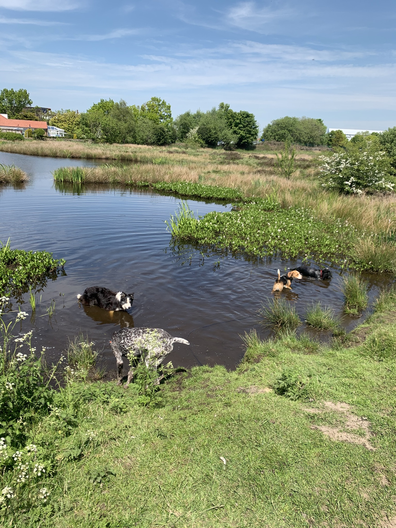 Dogs enjoying the water beside a grassy bank